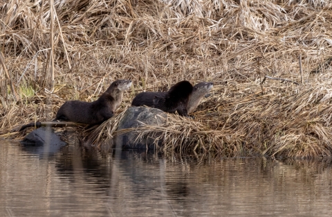 A group of river otters sitting on a grassy embankment next to water