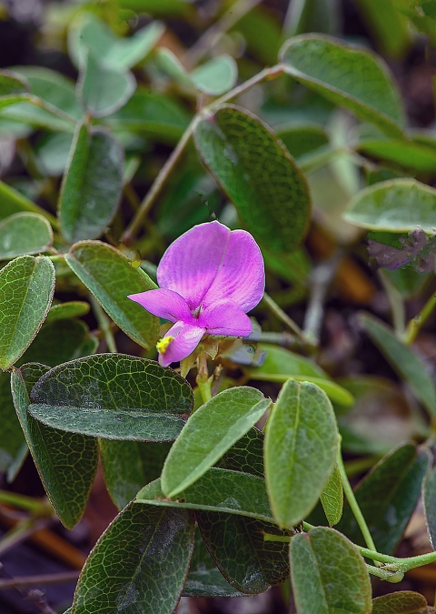 Small’s milkpea is a perennial climbing vine with gray-haired stems reaching up to six and a half feet long with pink or lavender pea-like flowers. It grows in Miami-Dade County’s rare pine rockland ecosystem.