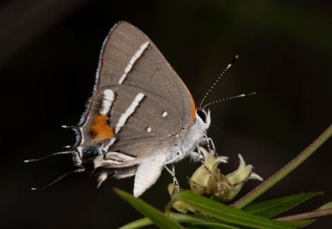 Bartram’s scrub-hairstreak butterfly is only an inch long with a gray background, with disctinctive rust-colored splashes and white and black borders lining its wings making it easy to identify.