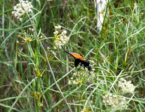 Tarantula hawk and low milkweed