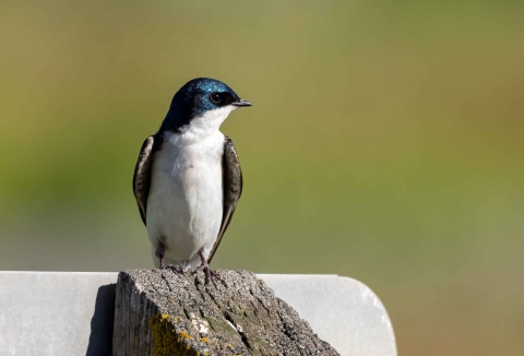 A tree swallow perches on a sign post
