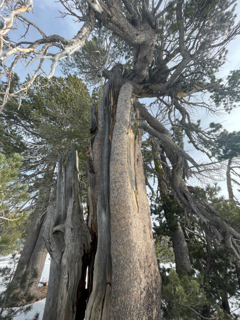 a twisted pine tree trunk stretches into the sky