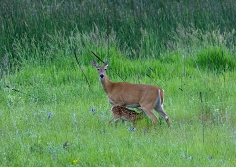 A doe nursing a fawn in a grassy field
