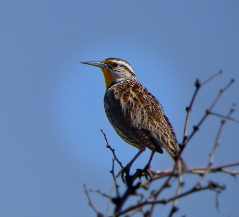 Young meadowlark
