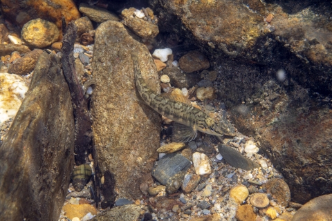 Bronze darter