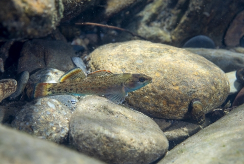Greenbreast darter swimming amongst rocks