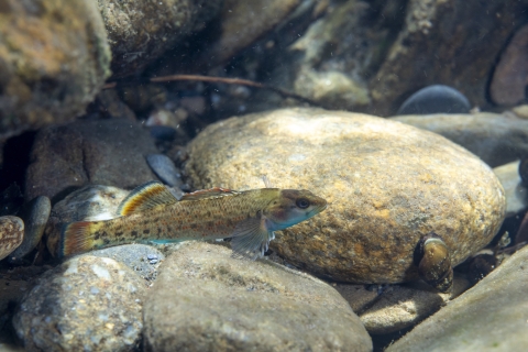 Greenbreast darter in Conasauga River