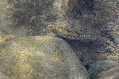 Holiday darter amongst rocks