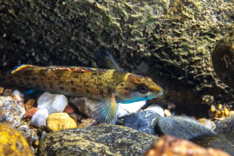 Greenbreast darter