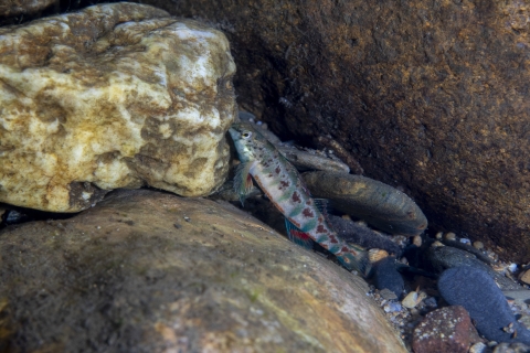 Fish swimming near rocks