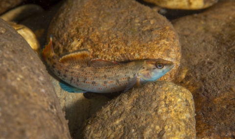 Greenbreast darter