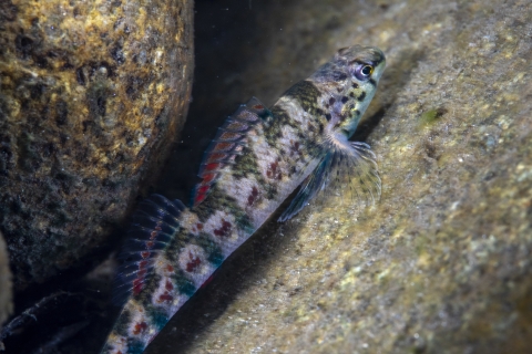 colorful fish resting on rock