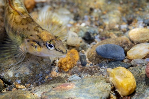 Close-up of fish in rocks