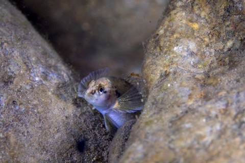 Fish swimming between rocks