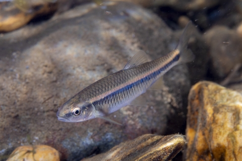 Fish swimming along rocks
