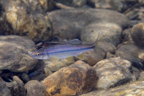 Blue colored stripped fish swimming along rocks