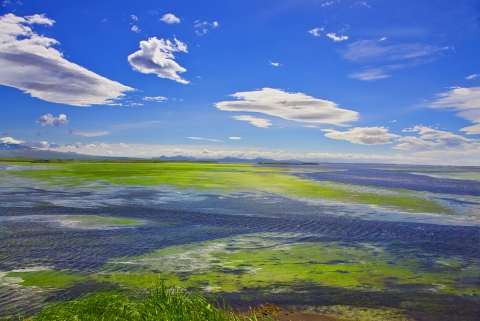 Landscape view of blue water and green eelgrass