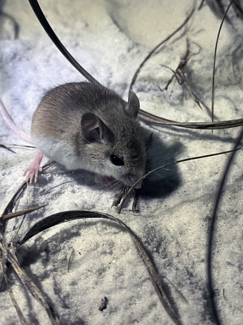 A juvenile Choctawhatchee beach mouse in Walton County, Fla.