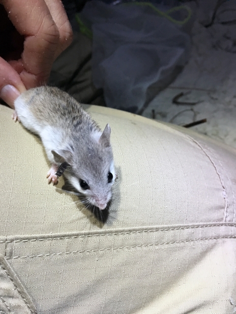 Choctawhatchee beach mouse trapping for reintroduction project.