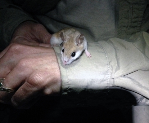 Choctawhatchee beach mouse Walton County, Fla. Trapping for population assessment project.