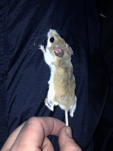 A juvenile Choctawhatchee beach mouse is trapped in Walton County, Fla.