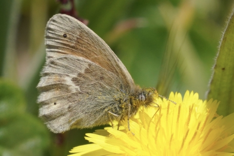Ochre Ringlet (Coenonympha california) feeding on a yellow flower with pollen dusting its face.