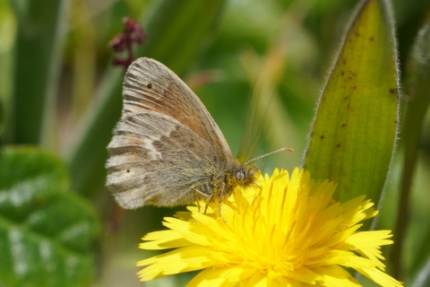Ochre Ringlet (Coenonympha california) with pollen dusting its face resting on a yellow flower.