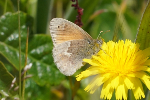 Ochre Ringlet (Coenonympha california) with pollen dusting its face resting on a yellow flower.