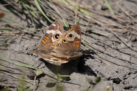 Two Gray Buckeyes (Junonia grisea) mating on a dirt patch on the ground.