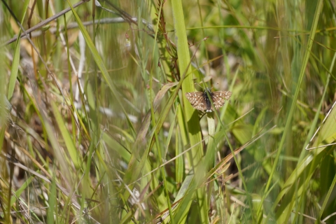 Two Banded Checkered Skipper (Pyrgus ruralis) resting on a green blade of grass.