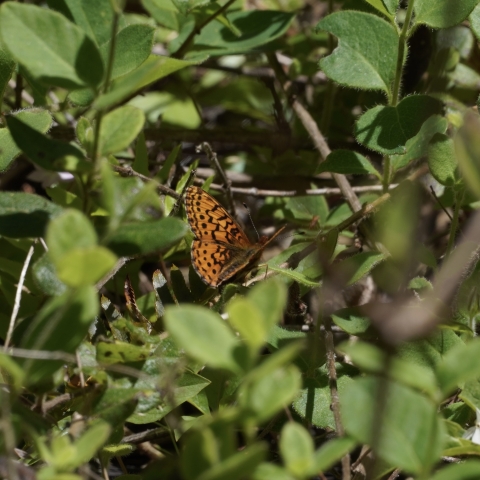 Western Meadow Fritillary (Boloria epithore) resting on a green leaf.