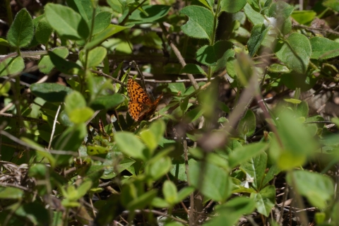 Western Meadow Fritillary (Boloria epithore) resting on a green leaf.