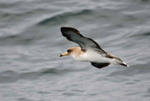 A Cory's shearwater flying over the ocean, with the left wing raised showcasing it's' white bottom half and face