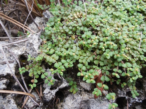 Photo shows deltoid spurge, a tiny perennial herb growing mat-like over exposed limestone.