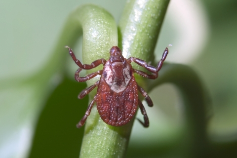 American dog tick on a plant