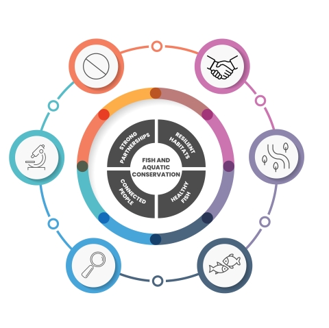 A graphic that demonstrates how the Fish and Aquatic Conservation program, all components of, work together to meet species recovery success.