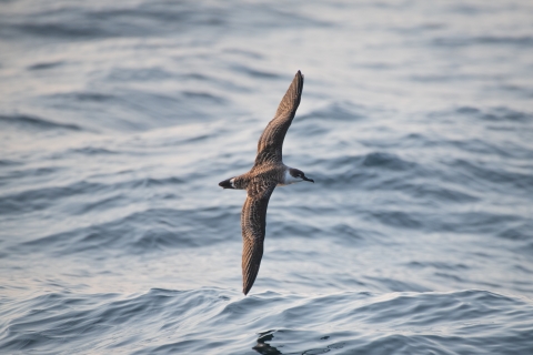 A great shearwater flying above the open ocean with an open wingspan displaying the dark brown topside. 