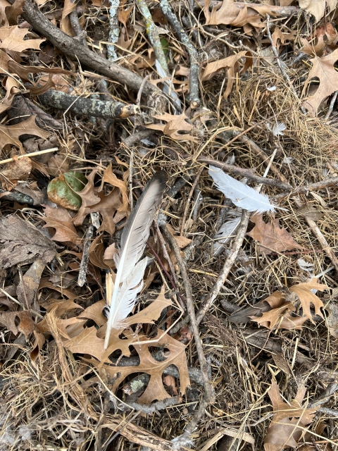 bald eagle feathers from destroyed nest