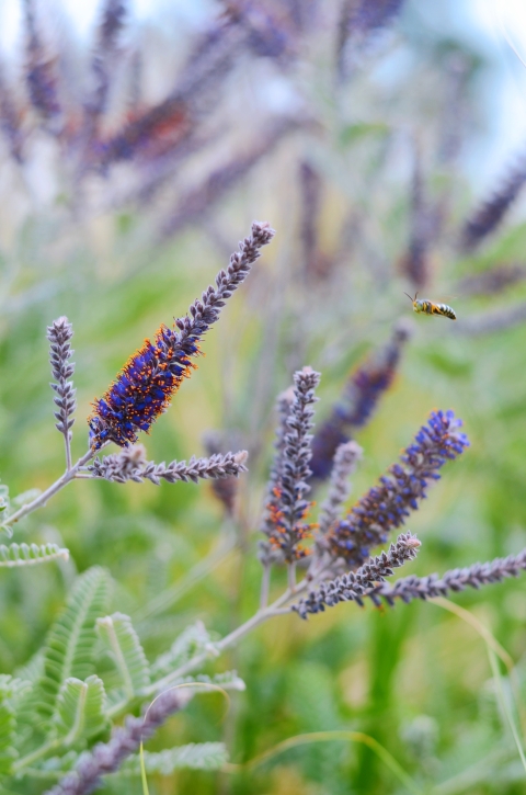Photo of purple leadplant with green plants in the background
