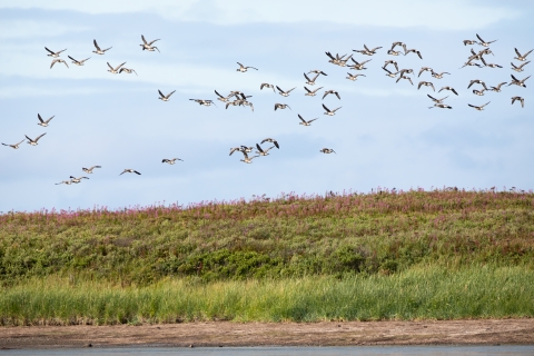 a flock of geese flying over grassy tundra