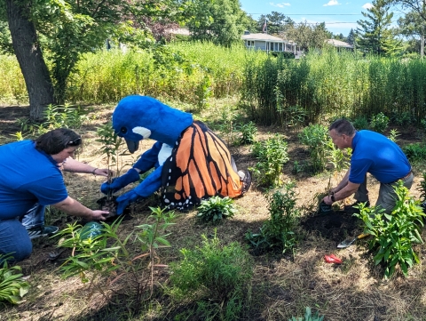Person dressed up in a blue and white goose mascot with large orange, black and white monarch butterfly wings planting a garden along with two people in. blur shirts