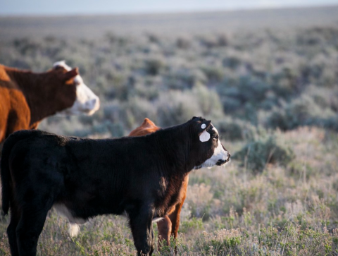 Cattle stare off into the distance surrounded by a sea of sagebrush