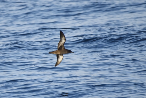 Sooty Shearwater flying displaying its underside with wide wings over the open ocean