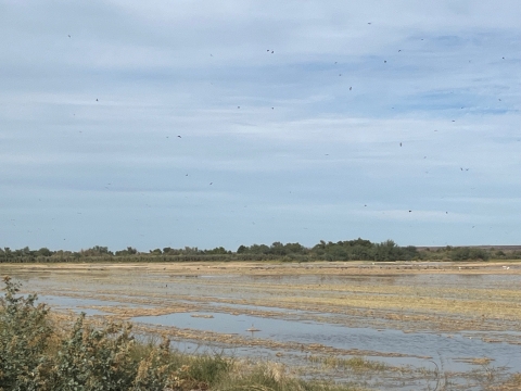 Partially flooded moist soil field
