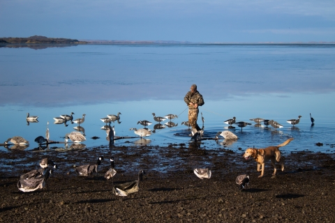 a person in camo with a dog sets out decoys along a wetland