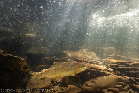 a trout with dark spots swims in a clear shallow stream