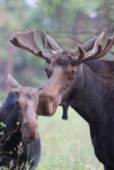 A young bull moose with cow behind it