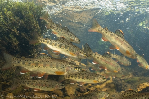 a school of trout with dark spots swims in a clear shallow creek