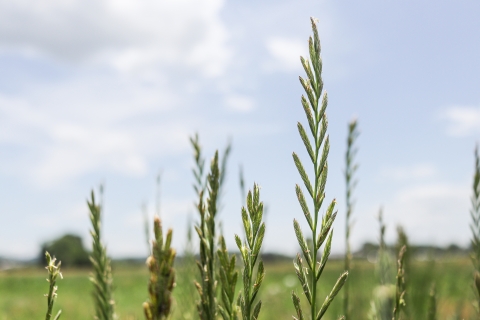 Grass seed heads