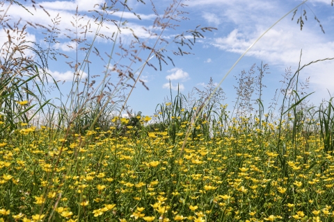 Field full of small, yellow flowers